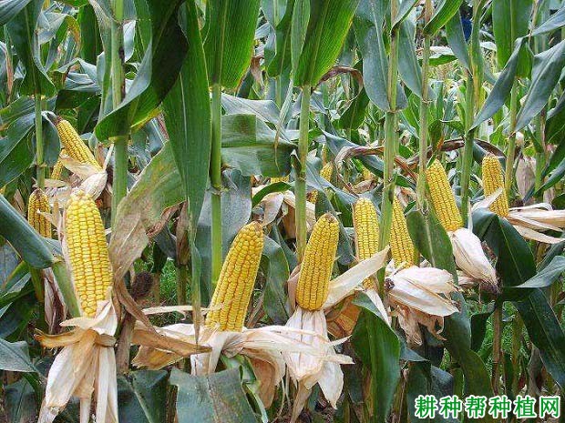平玉8号玉米品种好不好? 平玉8号玉米品种好不好?