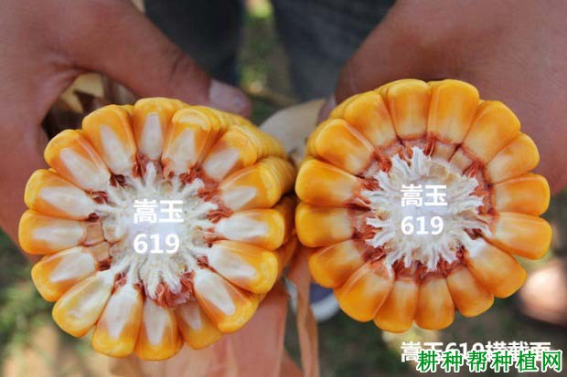 嵩玉619玉米品种好不好? 嵩玉619玉米品种好不好?