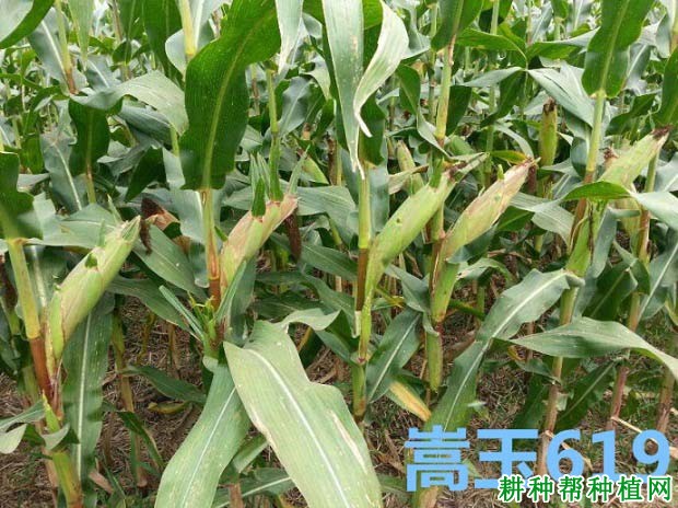 嵩玉619玉米品种好不好? 嵩玉619玉米品种好不好?
