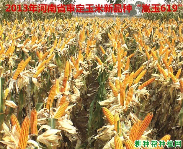 嵩玉619玉米品种好不好? 嵩玉619玉米品种好不好?