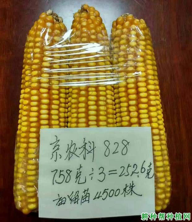 京农科828玉米品种好不好? 京农科828玉米品种好不好?