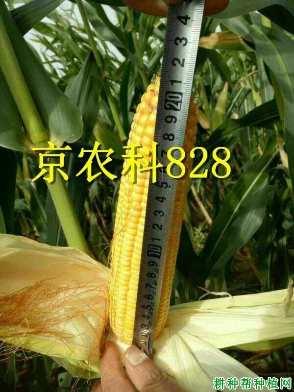 京农科828玉米品种好不好? 京农科828玉米品种好不好?