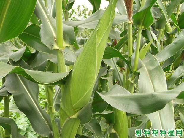 农华032玉米品种好不好? 农华032玉米品种好不好?