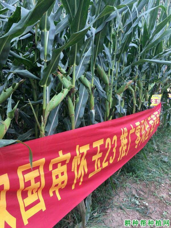 怀玉23玉米品种好不好? 怀玉23玉米品种好不好?