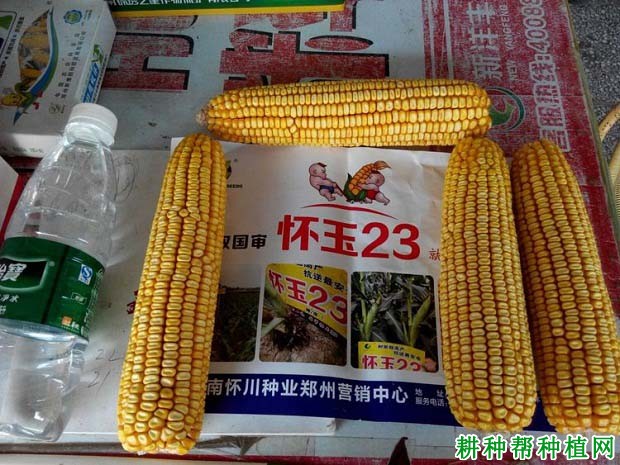 怀玉23玉米品种好不好? 怀玉23玉米品种好不好?