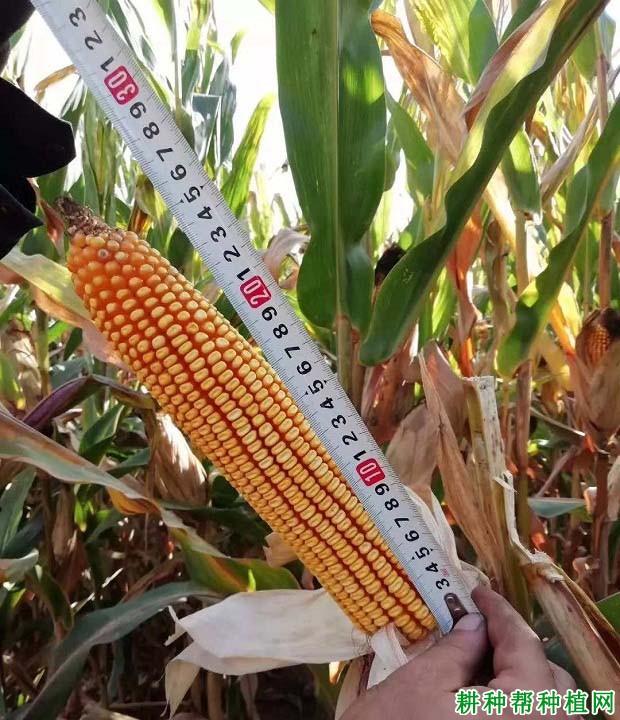 辽单33号玉米品种好不好? 辽单33号玉米品种好不好?