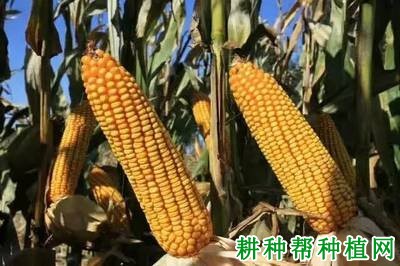 辽单33号玉米品种好不好? 辽单33号玉米品种好不好?