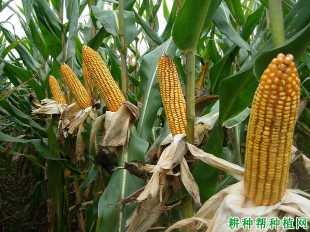 盛单219玉米品种好不好? 盛单219玉米品种好不好?