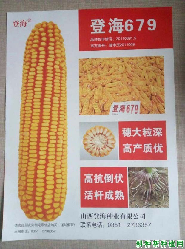 登海679玉米品种好不好? 登海679玉米品种好不好?