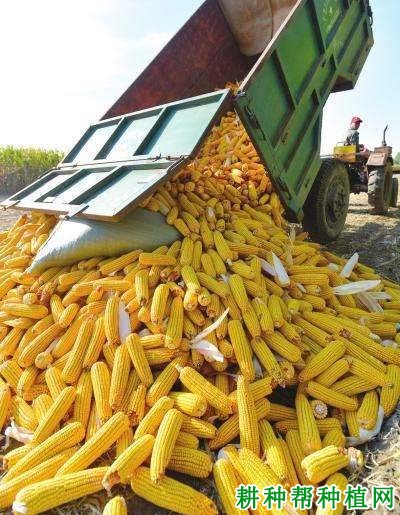 登海679玉米品种好不好? 登海679玉米品种好不好?