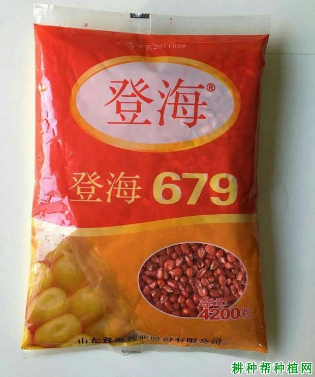 登海679玉米品种好不好? 登海679玉米品种好不好?