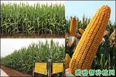 良玉66号玉米品种好不好? 良玉66号玉米品种好不好?