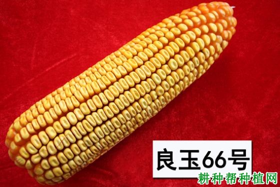良玉66号玉米品种好不好? 良玉66号玉米品种好不好?