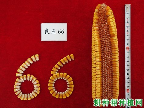 良玉66号玉米品种好不好? 良玉66号玉米品种好不好?