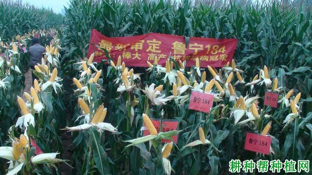 鲁宁184玉米品种好不好? 鲁宁184玉米品种好不好?
