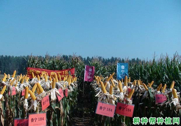 鲁宁184玉米品种好不好? 鲁宁184玉米品种好不好?