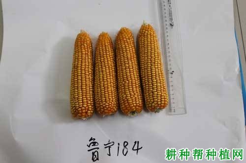 鲁宁184玉米品种好不好? 鲁宁184玉米品种好不好?