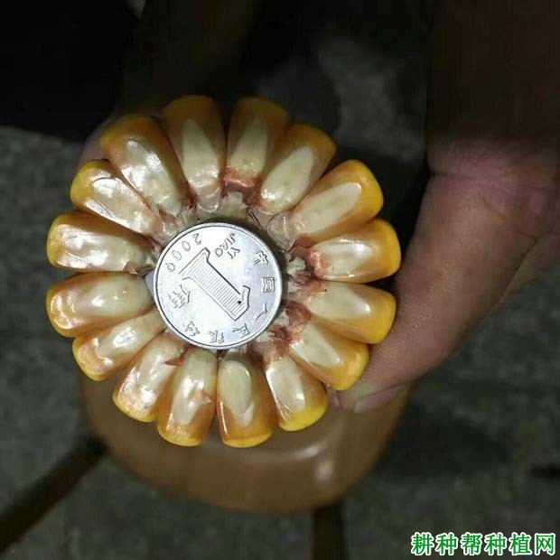 秋乐126玉米品种好不好? 秋乐126玉米品种好不好?