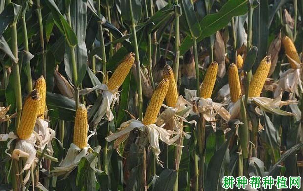 兴丰68玉米品种好不好? 兴丰68玉米品种好不好?