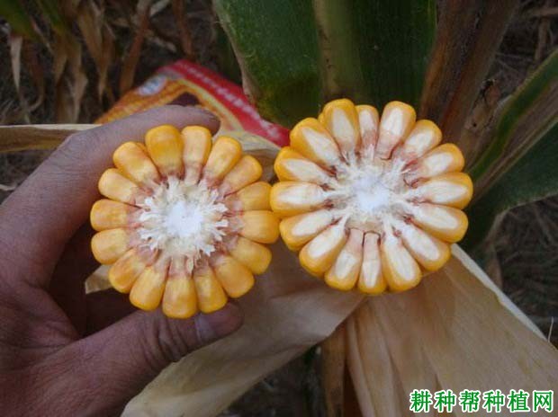 兴丰68玉米品种好不好? 兴丰68玉米品种好不好?