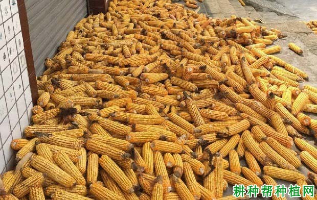 并单669玉米品种好不好? 并单669玉米品种好不好?
