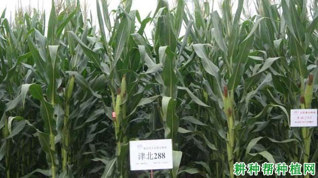 津北288玉米品种好不好? 津北288玉米品种好不好?