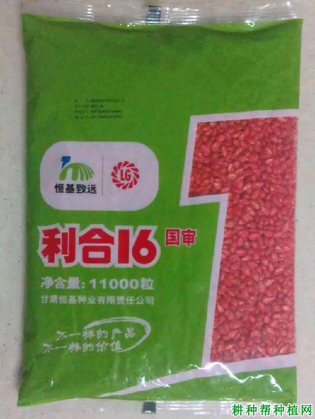 利合16玉米品种好不好? 利合16玉米品种好不好?