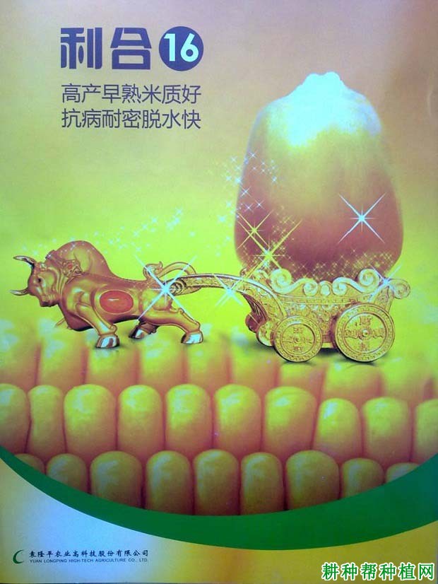 利合16玉米品种好不好? 利合16玉米品种好不好?