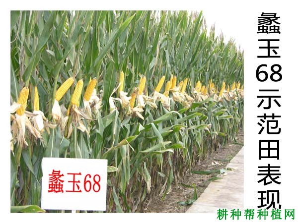 蠡玉68玉米品种好不好? 蠡玉68玉米品种好不好?