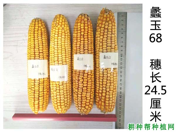 蠡玉68玉米品种好不好? 蠡玉68玉米品种好不好?