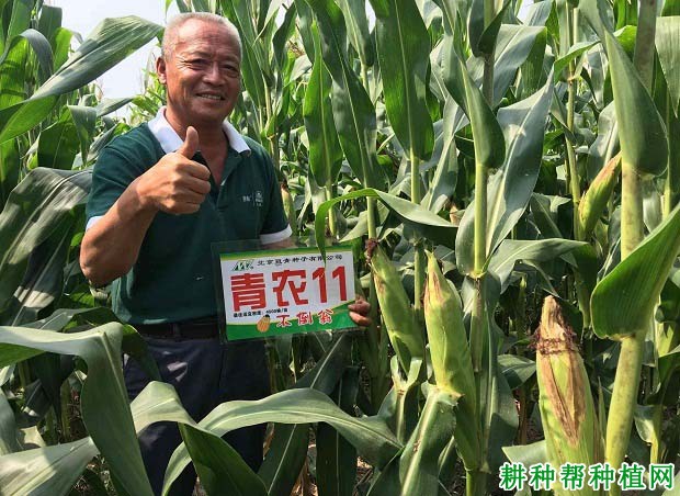 青农11玉米品种好不好? 青农11玉米品种好不好?