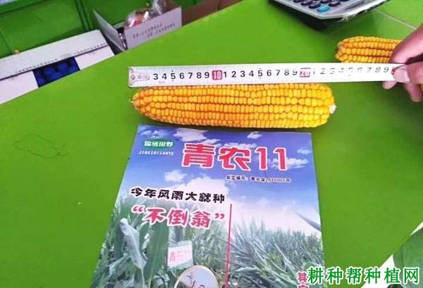 青农11玉米品种好不好? 青农11玉米品种好不好?