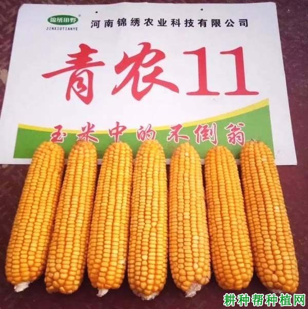 青农11玉米品种好不好? 青农11玉米品种好不好?