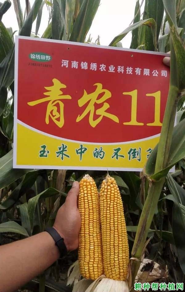 青农11玉米品种好不好? 青农11玉米品种好不好?