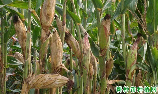金山7号玉米品种好不好? 金山7号玉米品种好不好?