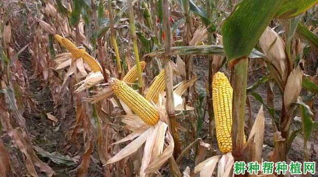 金山7号玉米品种好不好? 金山7号玉米品种好不好?