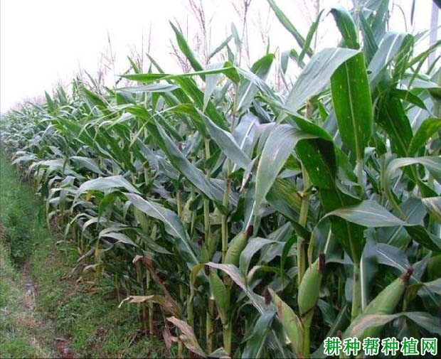 金山7号玉米品种好不好? 金山7号玉米品种好不好?