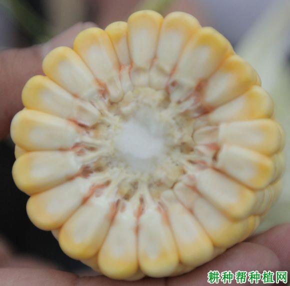 秀青823玉米品种好不好? 秀青823玉米品种好不好?