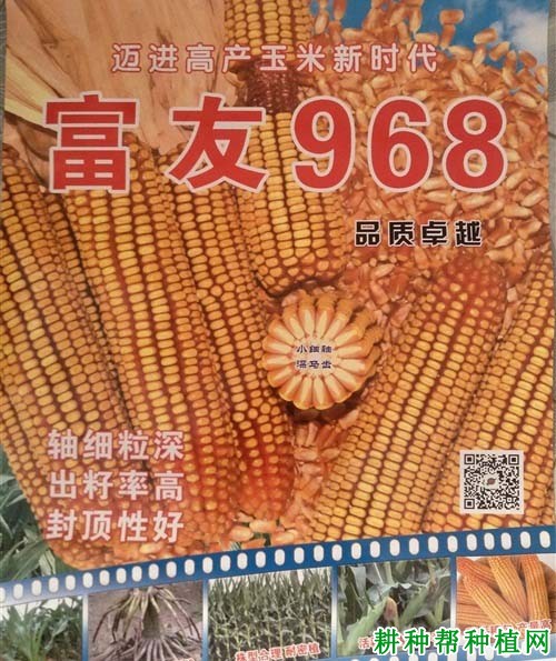 富友968玉米品种好不好? 富友968玉米品种好不好?