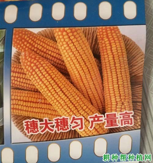 富友968玉米品种好不好? 富友968玉米品种好不好?