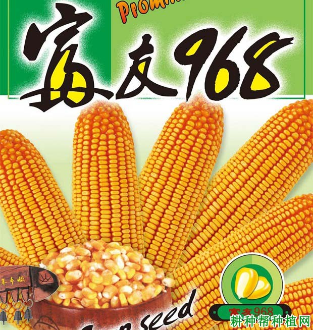 富友968玉米品种好不好? 富友968玉米品种好不好?
