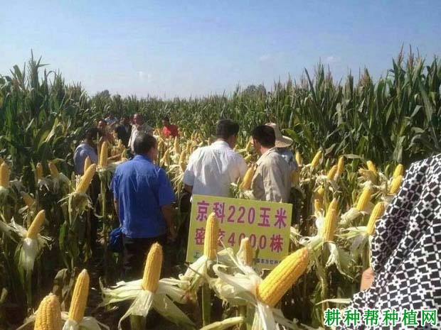 京科220玉米品种好不好? 京科220玉米品种好不好?