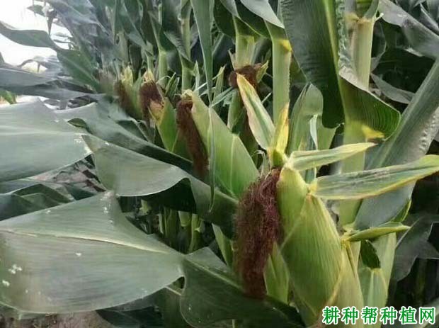 京科220玉米品种好不好? 京科220玉米品种好不好?