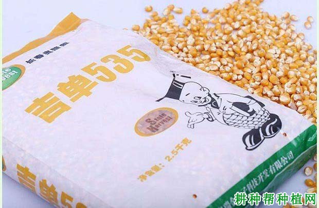 吉单535玉米品种好不好? 吉单535玉米品种好不好?