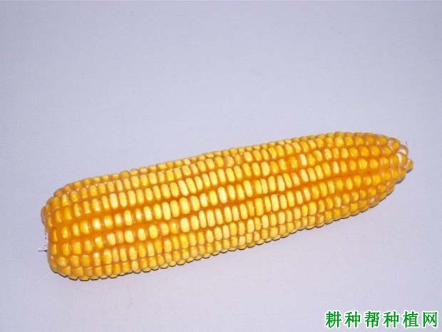 滑玉11玉米品种好不好? 滑玉11玉米品种好不好?