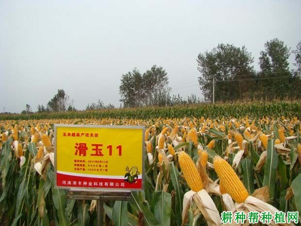 滑玉11玉米品种好不好? 滑玉11玉米品种好不好?