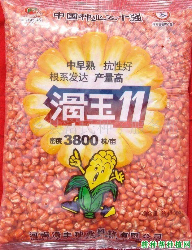 滑玉11玉米品种好不好? 滑玉11玉米品种好不好?