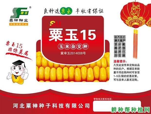 粟玉15玉米品种好不好? 粟玉15玉米品种好不好?