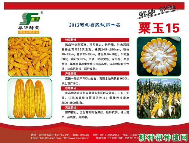 粟玉15玉米品种好不好? 粟玉15玉米品种好不好?