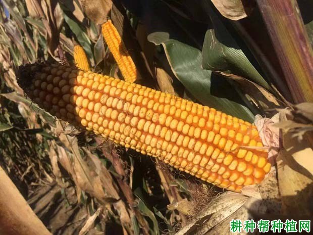 辽单588玉米品种好不好? 辽单588玉米品种好不好?